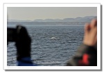Observation des baleines béluga